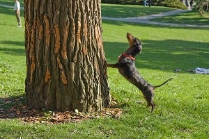 Breaking up the wrong tree